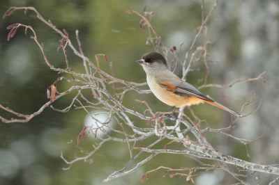 <i class='fa fa-user'></i>&nbsp;Frank Kremer&nbsp;|   Taigagaai&nbsp; <i class='fa fa-eye'>&nbsp;514</i> &nbsp;<i class='fa fa-thumbs-up'>&nbsp;7</i> &nbsp; <i class='fa fa-comment-o'>&nbsp;13</i>