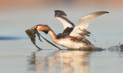 <i class='fa fa-user'></i>&nbsp;Eric van Roon&nbsp;|   Fuut&nbsp; <i class='fa fa-eye'>&nbsp;470</i> &nbsp;<i class='fa fa-thumbs-up'>&nbsp;3</i> &nbsp; <i class='fa fa-comment-o'>&nbsp;6</i>