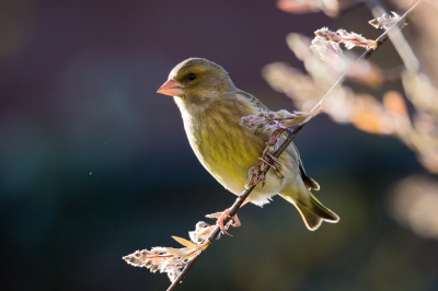 <i class='fa fa-user'></i>&nbsp;Schraven1986&nbsp;|   Groenling&nbsp; <i class='fa fa-eye'>&nbsp;255</i> &nbsp;<i class='fa fa-thumbs-up'>&nbsp;1</i> &nbsp; <i class='fa fa-comment-o'>&nbsp;2</i>