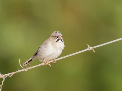 <i class='fa fa-user'></i>&nbsp;Paul van Giersbergen&nbsp;|   Baardmanwever&nbsp; <i class='fa fa-eye'>&nbsp;280</i> &nbsp; <i class='fa fa-comment-o'>&nbsp;1</i>