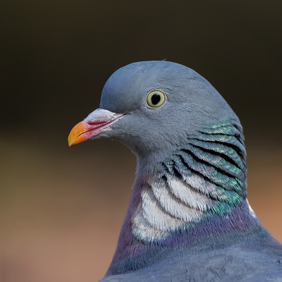 <i class='fa fa-user'></i>&nbsp;Almanbrother&nbsp;|   Houtduif&nbsp; <i class='fa fa-eye'>&nbsp;319</i> &nbsp; <i class='fa fa-comment-o'>&nbsp;6</i>