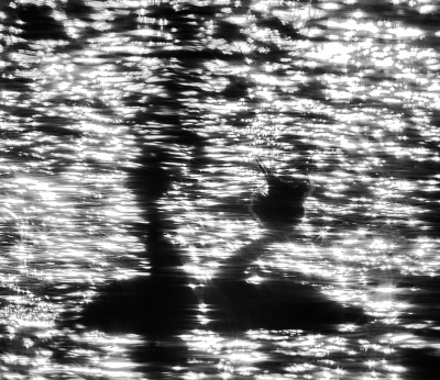 <i class='fa fa-user'></i>&nbsp;Henri Aantjes&nbsp;|   Fuut&nbsp; <i class='fa fa-eye'>&nbsp;343</i> &nbsp;<i class='fa fa-thumbs-up'>&nbsp;6</i> &nbsp; <i class='fa fa-comment-o'>&nbsp;13</i>