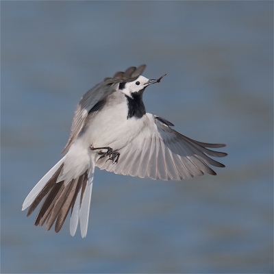 <i class='fa fa-user'></i>&nbsp;Harry Jamont&nbsp;|   Witte Kwikstaart&nbsp; <i class='fa fa-eye'>&nbsp;429</i> &nbsp;<i class='fa fa-thumbs-up'>&nbsp;6</i> &nbsp; <i class='fa fa-comment-o'>&nbsp;15</i>