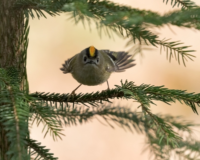 Nog eentje van afgelopen zondag.

Altijd in beweging (hier goed te zien) deze piepkleine en mooie vogeltjes. Hier ook mooi de gele kruinstreep te zien. Ze worden slechts rond de 8.5 cm "lang" en wegen zo'n imposante 5 gram.

Extra de ISO naar 800 gezet om een zo snel mogelijk sluitertijd te krijgen. Want dat heb je nodig bij deze razendsnelle piepertjes.

7D II + 100-400 II.

Uit de hand.