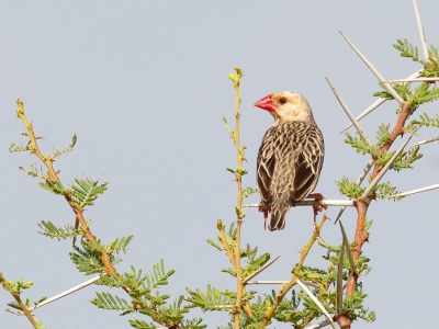<i class='fa fa-user'></i>&nbsp;Paul van Giersbergen&nbsp;|   Roodbekwever&nbsp; <i class='fa fa-eye'>&nbsp;251</i> &nbsp; <i class='fa fa-comment-o'>&nbsp;1</i>