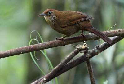 <i class='fa fa-user'></i>&nbsp;Martjan Lammertink&nbsp;|   Rietstekelkruin&nbsp; <i class='fa fa-eye'>&nbsp;210</i> &nbsp; <i class='fa fa-comment-o'>&nbsp;3</i>