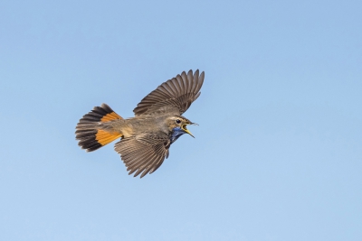 <i class='fa fa-user'></i>&nbsp;Bert Ooms&nbsp;|   Blauwborst&nbsp; <i class='fa fa-eye'>&nbsp;630</i> &nbsp;<i class='fa fa-thumbs-up'>&nbsp;16</i> &nbsp; <i class='fa fa-comment-o'>&nbsp;18</i>