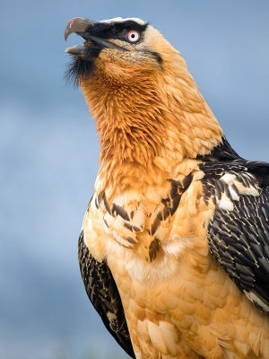 Een weekje geleden (het voelt als 3 minuten geleden) maakte ik deze foto's van een lammergier. Mijn conclusie is dat dit misschien wel de mooiste roofvogel op aarde is. De rode wouw is mooi. Sierlijk, kleurrijk, etc. Maar de lammergier is sierlijk, kleurrijk en ... ENORM! Het geluid van zijn vleugels (bijna 3 meter spanwijdte!) staat in mijn trommelvlies gekerft. Ontwerp van de bovenste plank! 

Zo, dat wilde ik even delen... 

Foto 2: de vogel neemt een bokkenpootje (je ziet hem nog in zijn keel)