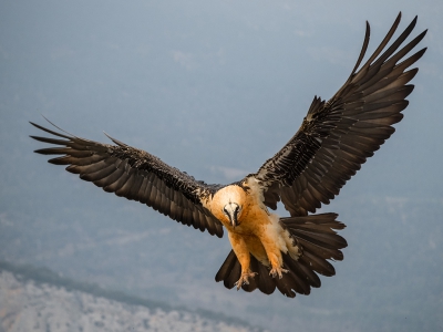 Een weekje geleden (het voelt als 3 minuten geleden) maakte ik deze foto's van een lammergier. Mijn conclusie is dat dit misschien wel de mooiste roofvogel op aarde is. De rode wouw is mooi. Sierlijk, kleurrijk, etc. Maar de lammergier is sierlijk, kleurrijk en ... ENORM! Het geluid van zijn vleugels (bijna 3 meter spanwijdte!) staat in mijn trommelvlies gekerft. Ontwerp van de bovenste plank! 

Zo, dat wilde ik even delen... 

Foto 1: de vogel komt aan en landt.