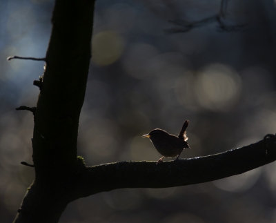 <i class='fa fa-user'></i>&nbsp;Ton D�pp&nbsp;|   Winterkoning&nbsp; <i class='fa fa-eye'>&nbsp;299</i> &nbsp;<i class='fa fa-thumbs-up'>&nbsp;3</i> &nbsp; <i class='fa fa-comment-o'>&nbsp;9</i>