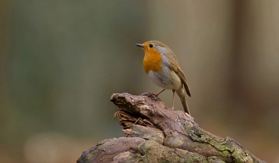 Deze Roodborst heeft vast de film " The Lion King" gezien.