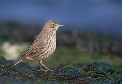 <i class='fa fa-user'></i>&nbsp;Bouke Atema&nbsp;|   Oeverpieper&nbsp; <i class='fa fa-eye'>&nbsp;363</i> &nbsp;<i class='fa fa-thumbs-up'>&nbsp;1</i> &nbsp; <i class='fa fa-comment-o'>&nbsp;7</i>