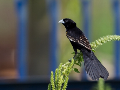 <i class='fa fa-user'></i>&nbsp;Paul van Giersbergen&nbsp;|   Spiegelwidavink&nbsp; <i class='fa fa-eye'>&nbsp;291</i> &nbsp; <i class='fa fa-comment-o'>&nbsp;2</i>