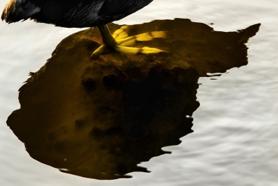 <i class='fa fa-user'></i>&nbsp;Henri Aantjes&nbsp;|   Meerkoet&nbsp; <i class='fa fa-eye'>&nbsp;440</i> &nbsp;<i class='fa fa-thumbs-up'>&nbsp;5</i> &nbsp; <i class='fa fa-comment-o'>&nbsp;11</i>