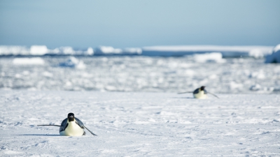 <i class='fa fa-user'></i>&nbsp;Arjen Drost&nbsp;|   Keizerspingu�n&nbsp; <i class='fa fa-eye'>&nbsp;323</i> &nbsp; <i class='fa fa-comment-o'>&nbsp;6</i>