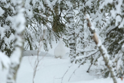 <i class='fa fa-user'></i>&nbsp;Frank Kremer&nbsp;|   Moerassneeuwhoen&nbsp; <i class='fa fa-eye'>&nbsp;386</i> &nbsp;<i class='fa fa-thumbs-up'>&nbsp;3</i> &nbsp; <i class='fa fa-comment-o'>&nbsp;3</i>