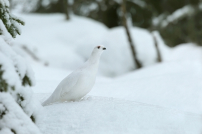 <i class='fa fa-user'></i>&nbsp;Frank Kremer&nbsp;|   Moerassneeuwhoen&nbsp; <i class='fa fa-eye'>&nbsp;445</i> &nbsp;<i class='fa fa-thumbs-up'>&nbsp;7</i> &nbsp; <i class='fa fa-comment-o'>&nbsp;12</i>