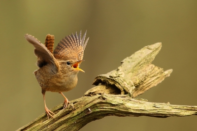 <i class='fa fa-user'></i>&nbsp;Rob Belterman&nbsp;|   Winterkoning&nbsp; <i class='fa fa-eye'>&nbsp;555</i> &nbsp;<i class='fa fa-thumbs-up'>&nbsp;5</i> &nbsp; <i class='fa fa-comment-o'>&nbsp;11</i>