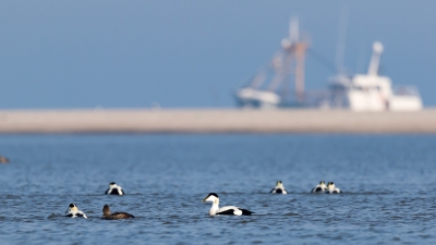 In de Slufter waren deze keer aardig wat Eider aanwezig. Met de voorbij varende vissersboten en de zon gaf dit een goed beeld van een heerlijke stranddag.