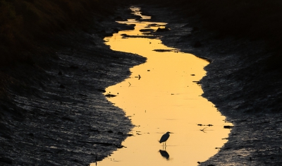 Een reiger in een afwateringskanaal van de zoutpannen bij laag water en ondergaande zon.