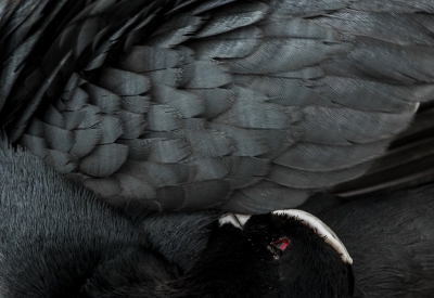 <i class='fa fa-user'></i>&nbsp;Henri Aantjes&nbsp;|   Meerkoet&nbsp; <i class='fa fa-eye'>&nbsp;330</i> &nbsp;<i class='fa fa-thumbs-up'>&nbsp;2</i> &nbsp; <i class='fa fa-comment-o'>&nbsp;7</i>