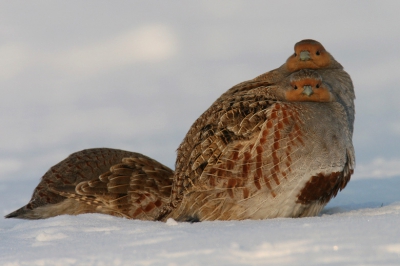 Canon EOS 20D, Canon EF 600mm f/4L IS USM + EF 1.4x II
Tv, 1/400sec, F10.0, ISO 200