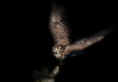 <i class='fa fa-user'></i>&nbsp;Gejo Wassink&nbsp;|   Buizerd&nbsp; <i class='fa fa-eye'>&nbsp;490</i> &nbsp;<i class='fa fa-thumbs-up'>&nbsp;8</i> &nbsp; <i class='fa fa-comment-o'>&nbsp;15</i>