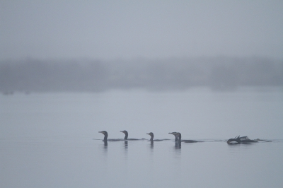 <i class='fa fa-user'></i>&nbsp;dick renes&nbsp;|   Aalscholver&nbsp; <i class='fa fa-eye'>&nbsp;209</i> &nbsp; <i class='fa fa-comment-o'>&nbsp;5</i>