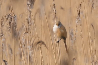 Nadat de mist optrok kwamen de baardmannen tevoorschijn. Veel in beweging, gelukkig weinig wind. Af en toe gingen ze even zitten en kon ik ze vastleggen. Ben verschillende keren op zoek gegaan omdat ik ze vaak hoorde. Nu eindelijk gelukt. hier het vrouwtje.