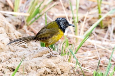 <i class='fa fa-user'></i>&nbsp;pjvantuil&nbsp;|   Wielewaalzanger&nbsp; <i class='fa fa-eye'>&nbsp;307</i> &nbsp; <i class='fa fa-comment-o'>&nbsp;3</i>