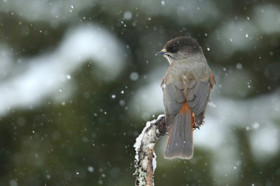 <i class='fa fa-user'></i>&nbsp;Frank Kremer&nbsp;|   Taigagaai&nbsp; <i class='fa fa-eye'>&nbsp;337</i> &nbsp;<i class='fa fa-thumbs-up'>&nbsp;3</i> &nbsp; <i class='fa fa-comment-o'>&nbsp;6</i>