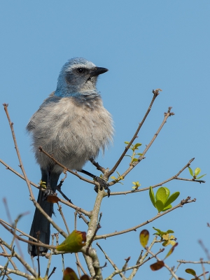 <i class='fa fa-user'></i>&nbsp;auk&nbsp;|   Floridastruikgaai&nbsp; <i class='fa fa-eye'>&nbsp;278</i> &nbsp; <i class='fa fa-comment-o'>&nbsp;4</i>