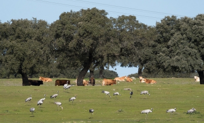 <i class='fa fa-user'></i>&nbsp;arnold merckx&nbsp;|   Kraanvogel&nbsp; <i class='fa fa-eye'>&nbsp;348</i> &nbsp; <i class='fa fa-comment-o'>&nbsp;8</i>