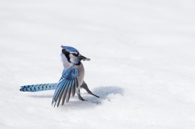 <i class='fa fa-user'></i>&nbsp;jan Luit&nbsp;|   Blauwe Gaai&nbsp; <i class='fa fa-eye'>&nbsp;541</i> &nbsp;<i class='fa fa-thumbs-up'>&nbsp;2</i> &nbsp; <i class='fa fa-comment-o'>&nbsp;11</i>