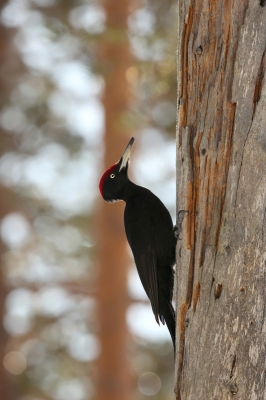 <i class='fa fa-user'></i>&nbsp;Frank Kremer&nbsp;|   Zwarte Specht&nbsp; <i class='fa fa-eye'>&nbsp;680</i> &nbsp;<i class='fa fa-thumbs-up'>&nbsp;8</i> &nbsp; <i class='fa fa-comment-o'>&nbsp;14</i>