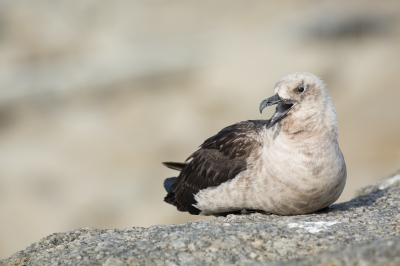 <i class='fa fa-user'></i>&nbsp;Arjen Drost&nbsp;|   Zuidpooljager&nbsp; <i class='fa fa-eye'>&nbsp;194</i> &nbsp; <i class='fa fa-comment-o'>&nbsp;3</i>