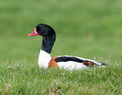 Op het leuke dijkje aan de overkant van de Meerpolderdijk zien we vaak leuke soorten. Behalve grutto's deze keer ook een stel bergeenden.