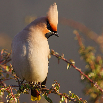 Na een aantal keren tevergeefs op pad te zijn geweest was het nu toch een keertje raak. Heb uitgebreid kunnen genieten van de grote groep pestvogels ter plaatse.

Geschoten met 300D en Sigma 50-500
[1/200s, F8, ISO 200, 500mm.