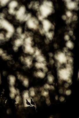 <i class='fa fa-user'></i>&nbsp;Henri Aantjes&nbsp;|   Kleine Mantelmeeuw&nbsp; <i class='fa fa-eye'>&nbsp;452</i> &nbsp;<i class='fa fa-thumbs-up'>&nbsp;13</i> &nbsp; <i class='fa fa-comment-o'>&nbsp;11</i>