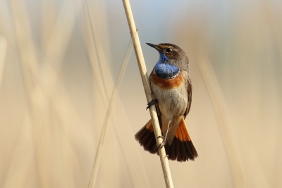 Langs het pad richting Schollevaer kijkhut zaten de blauwborstenin de morgenuren hun prachtige melodietjes te fluiten en lieten ze zich af en toe ook fotograferen.
Een belevenis voor de fotografen en ook de bezoekers die door de fotografen opmerkzaam gemaakt werden op dit kleurrijke rietvogeltje.