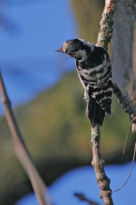 Mijn eerste foto op Birdpix! Ik ben net begonnen met vogelfotografie en al wandelend kwam ik deze kleine bonte specht tegen in een alleenstaande boom vlak bij een boerderij. Het is tevens de eerste kleine bonte specht die ik ooit heb gezien, dubbel leuk dus! Ik had geen statief bij me dus gewoon uit de hand gefotografeerd. Had dus nog scherper gekund, jammer! Tevens voorgenomen voortaan altijd een statief mee te nemen...