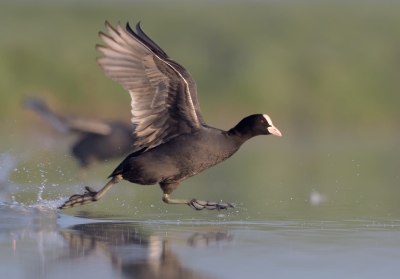 <i class='fa fa-user'></i>&nbsp;Henk Laverman&nbsp;|   Meerkoet&nbsp; <i class='fa fa-eye'>&nbsp;372</i> &nbsp;<i class='fa fa-thumbs-up'>&nbsp;11</i> &nbsp; <i class='fa fa-comment-o'>&nbsp;12</i>