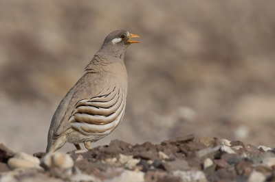 <i class='fa fa-user'></i>&nbsp;janusjansen&nbsp;|   Arabische Woestijnpatrijs&nbsp; <i class='fa fa-eye'>&nbsp;414</i> &nbsp; <i class='fa fa-comment-o'>&nbsp;8</i>