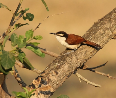 <i class='fa fa-user'></i>&nbsp;Eric van der Aa&nbsp;|   Reuzenwinterkoning&nbsp; <i class='fa fa-eye'>&nbsp;291</i> &nbsp;<i class='fa fa-thumbs-up'>&nbsp;1</i> &nbsp; <i class='fa fa-comment-o'>&nbsp;3</i>