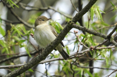 <i class='fa fa-user'></i>&nbsp;lennie de vries&nbsp;|   Tjiftjaf&nbsp; <i class='fa fa-eye'>&nbsp;120</i> &nbsp; <i class='fa fa-comment-o'>&nbsp;5</i>