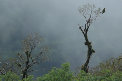 <i class='fa fa-user'></i>&nbsp;Martjan Lammertink&nbsp;|   Rosse Duif&nbsp; <i class='fa fa-eye'>&nbsp;482</i> &nbsp;<i class='fa fa-thumbs-up'>&nbsp;9</i> &nbsp; <i class='fa fa-comment-o'>&nbsp;6</i>