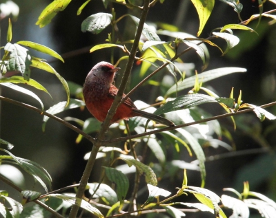 <i class='fa fa-user'></i>&nbsp;Eric van der Aa&nbsp;|   Rozekopzanger&nbsp; <i class='fa fa-eye'>&nbsp;226</i> &nbsp; <i class='fa fa-comment-o'>&nbsp;2</i>