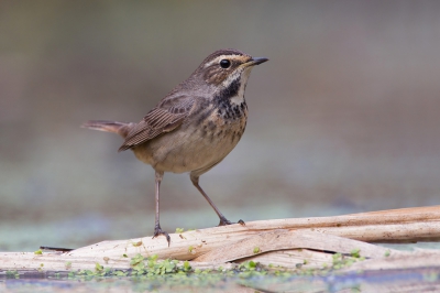 <i class='fa fa-user'></i>&nbsp;Luc Meert&nbsp;|   Blauwborst&nbsp; <i class='fa fa-eye'>&nbsp;362</i> &nbsp;<i class='fa fa-thumbs-up'>&nbsp;2</i> &nbsp; <i class='fa fa-comment-o'>&nbsp;5</i>