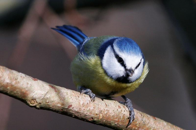 Aan de bosrand een vetbolletje opgehangen en gewacht wat er op af kwam: veel mezen waaronder deze. Ook nu helaas nog zonder statief, maar goed. Ik vind het wel een leuke "pose" van deze pimpelmees en uit de hand is hij nog redelijk scherp geworden. Ze waren brutaal dus kon ik mooi dicht bij gaan zitten. Het was ondanks het zonnetje -9 graden dus erg lang heb ik het niet volgehouden...