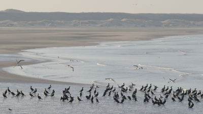 <i class='fa fa-user'></i>&nbsp;Eef Kieft&nbsp;|   Aalscholver&nbsp; <i class='fa fa-eye'>&nbsp;273</i> &nbsp;<i class='fa fa-thumbs-up'>&nbsp;1</i> &nbsp; <i class='fa fa-comment-o'>&nbsp;5</i>